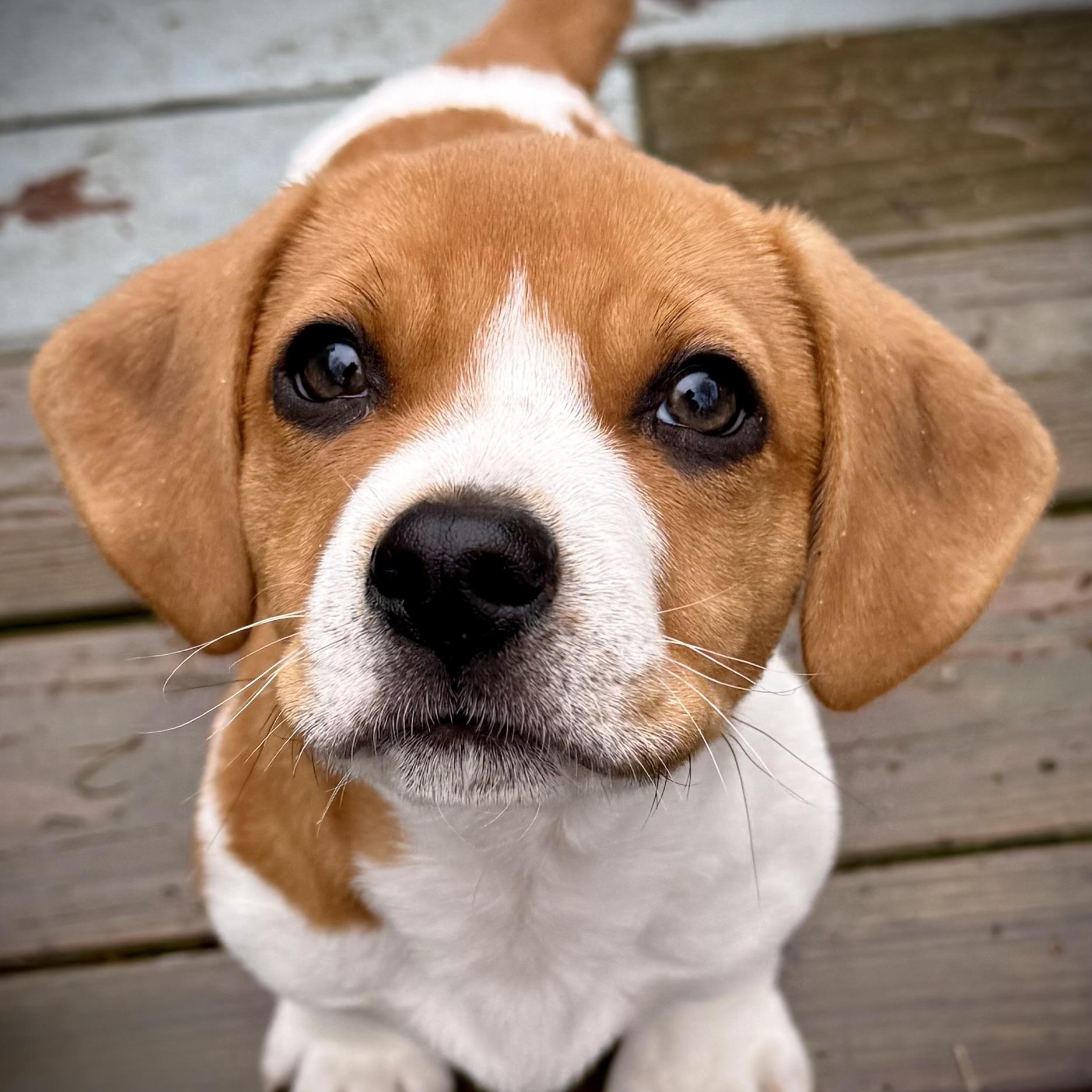 Enlarge LIAM - Local, an adopted mixed breed in Warwick, RI image 1/6