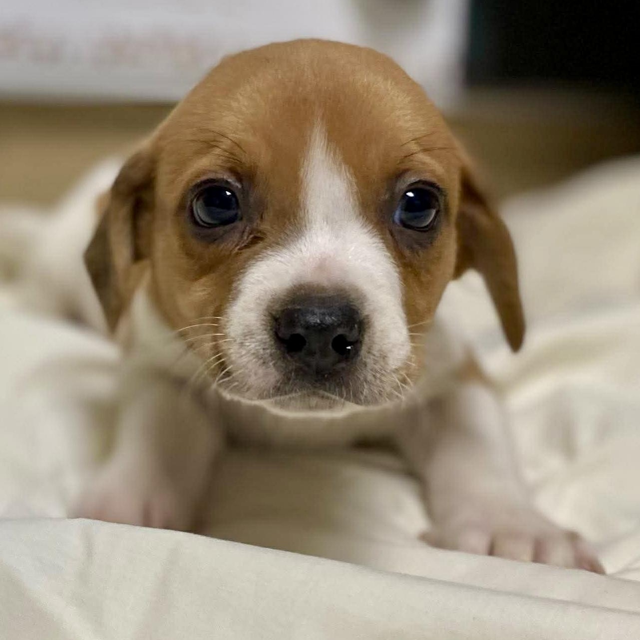 Enlarge TIAGO, a ADOPTABLE mixed breed in Warwick, RI image 2/2