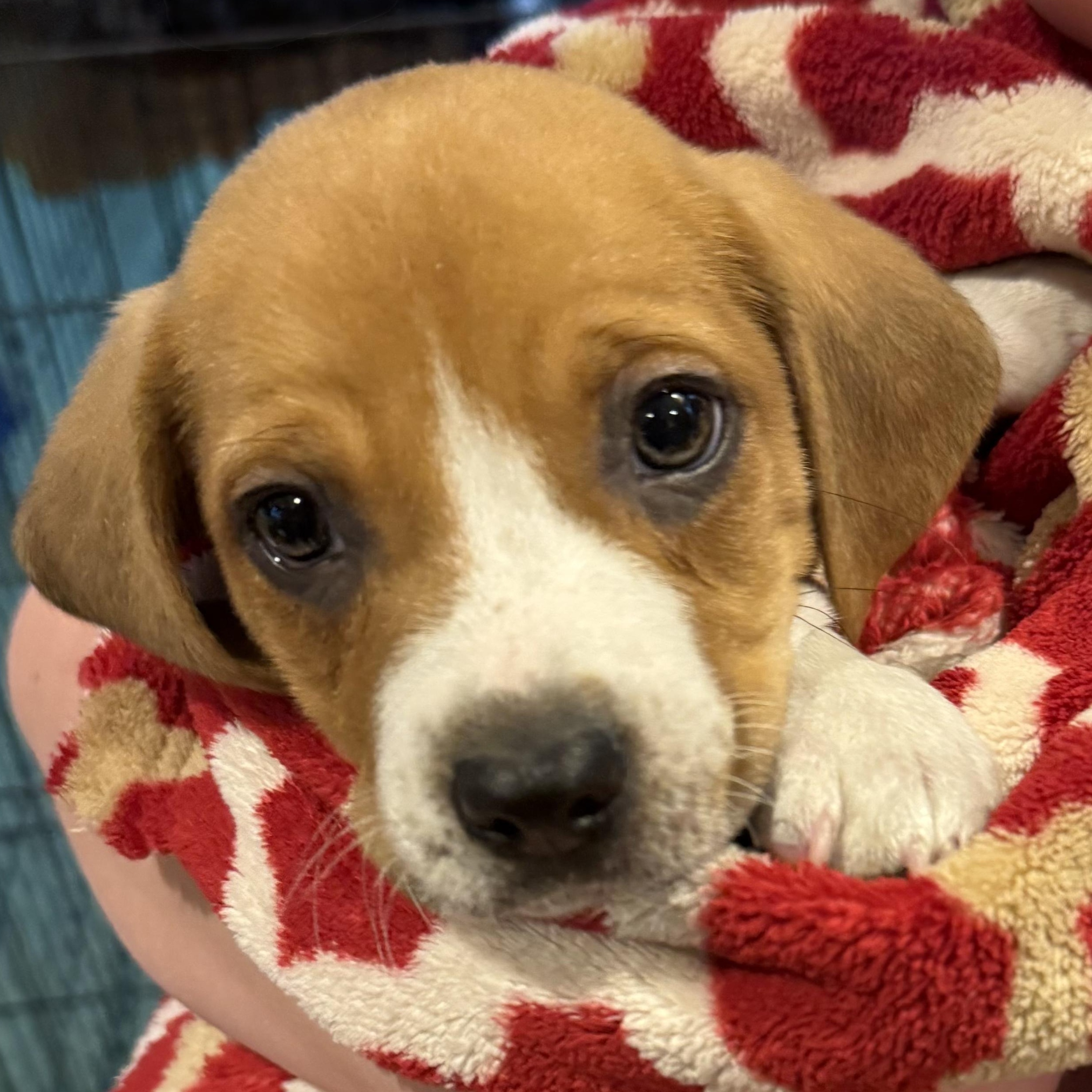 Enlarge LIAM - Local, a ADOPTABLE mixed breed in Warwick, RI image 3/5