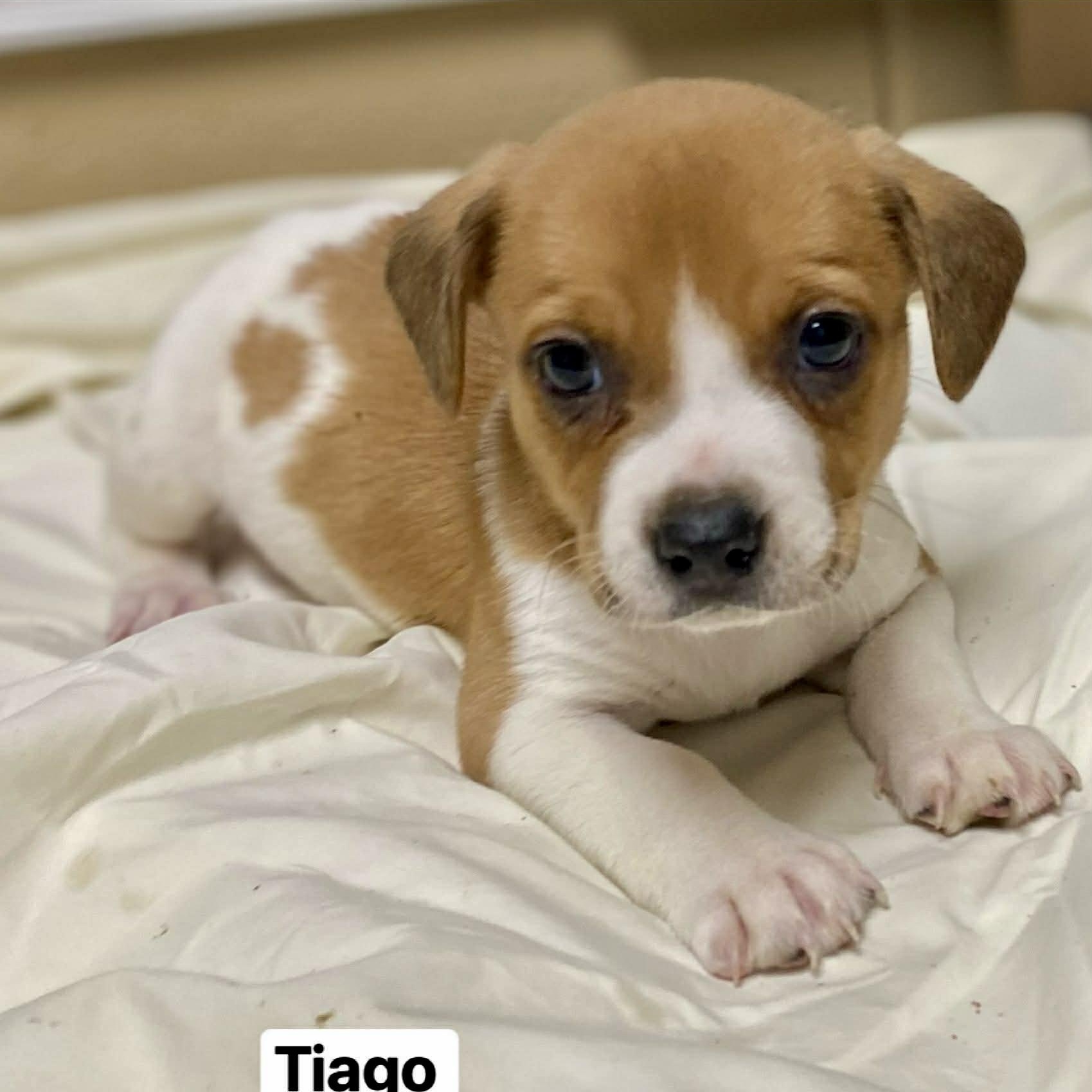 TIAGO, ADOPTABLE, Puppy Male Beagle.