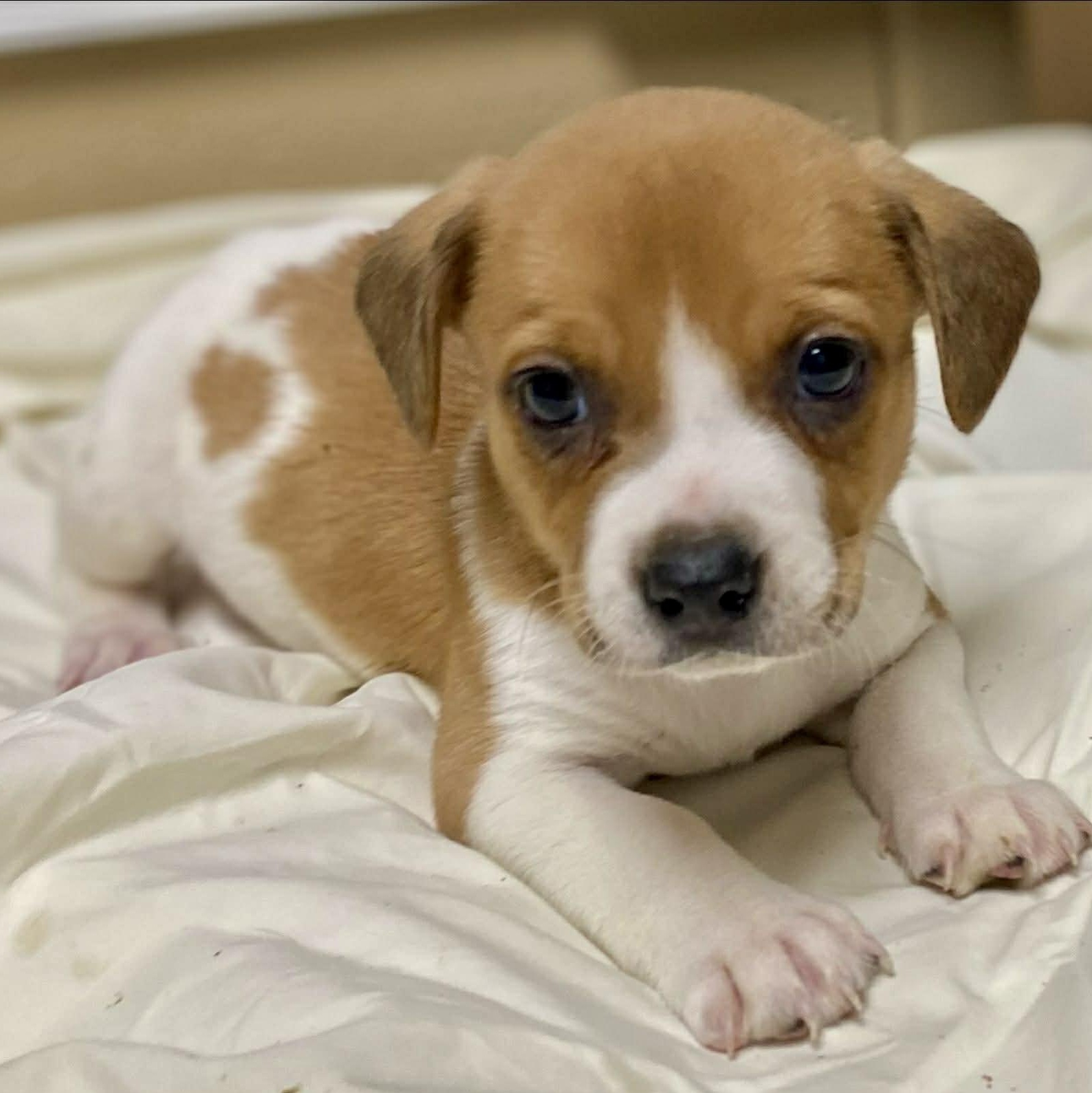 Enlarge LIAM - Local, a ADOPTABLE mixed breed in Warwick, RI image 4/5