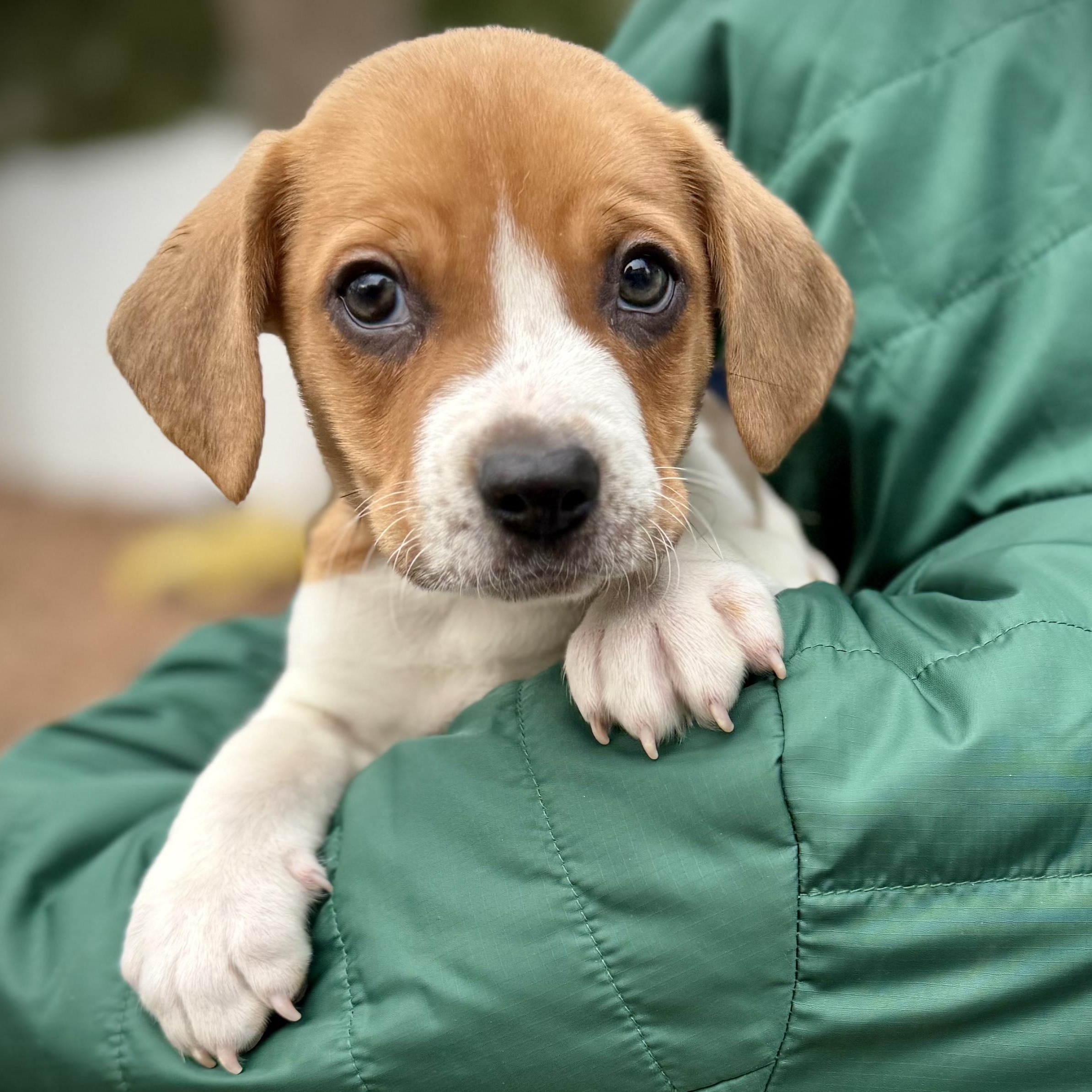 Enlarge LIAM - Local, a ADOPTABLE mixed breed in Warwick, RI image 1/5