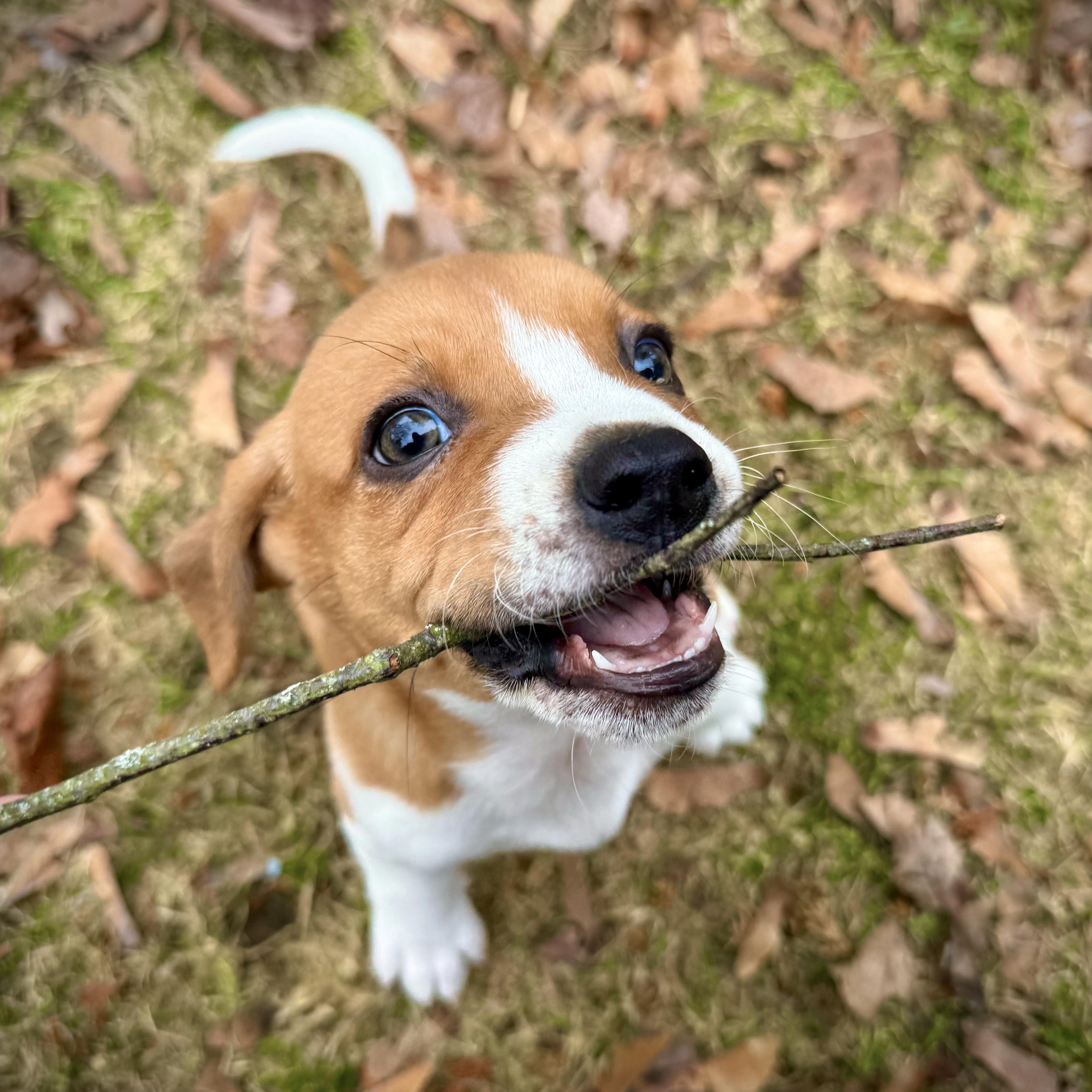 Enlarge LIAM - Local, a ADOPTABLE mixed breed in Warwick, RI image 2/5