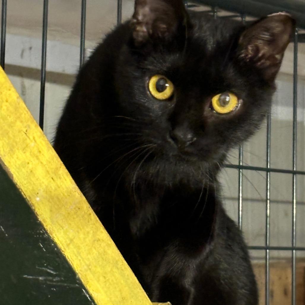 Hannah Belle, Adoptable, Adult Female Domestic Short Hair.