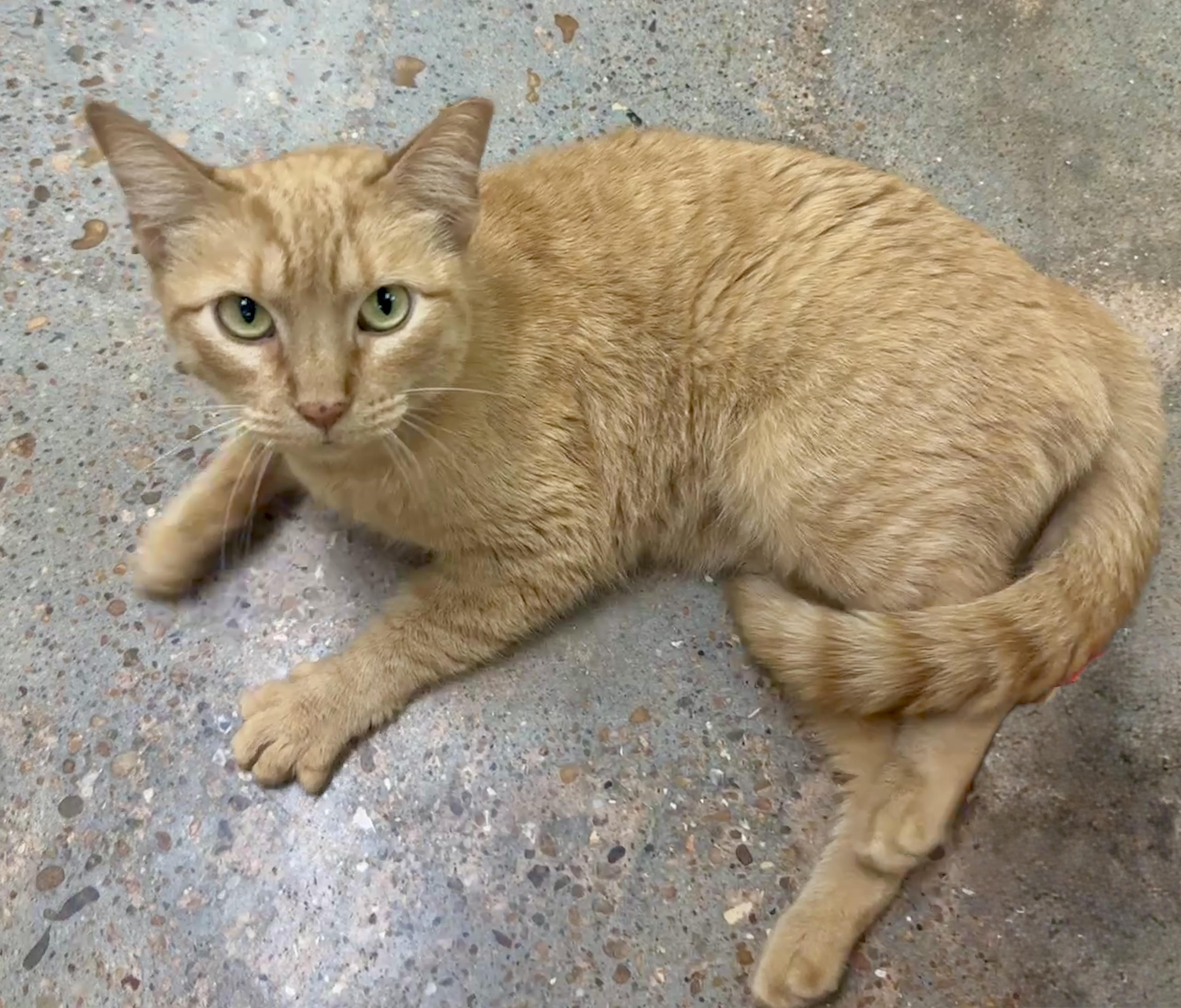 Enlarge Ginger (world class biscuits), a ADOPTABLE Domestic Short Hair in Houston, TX image 2/6