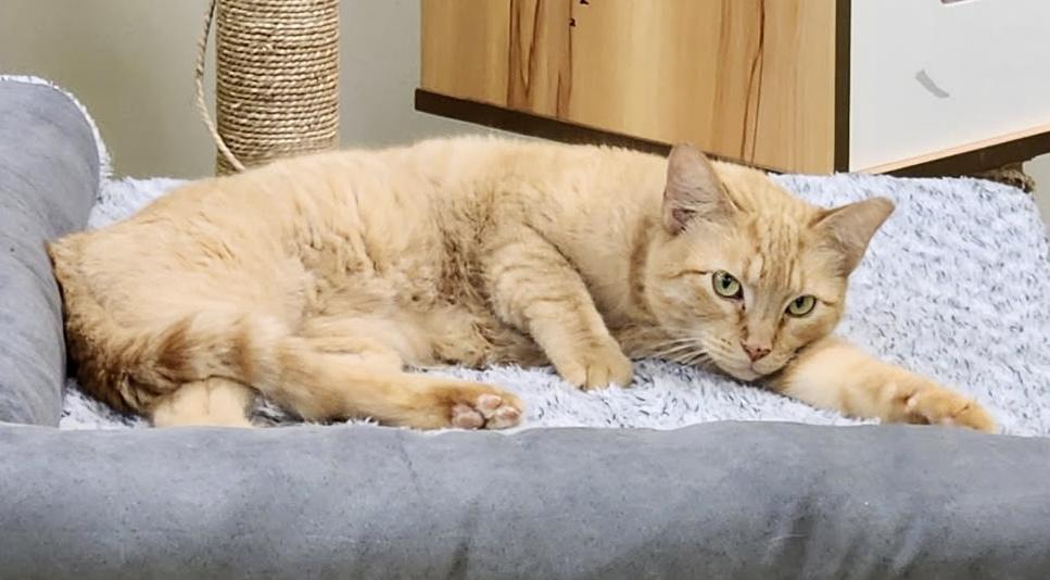 Enlarge Ginger (world class biscuits), a ADOPTABLE Domestic Short Hair in Houston, TX image 1/6