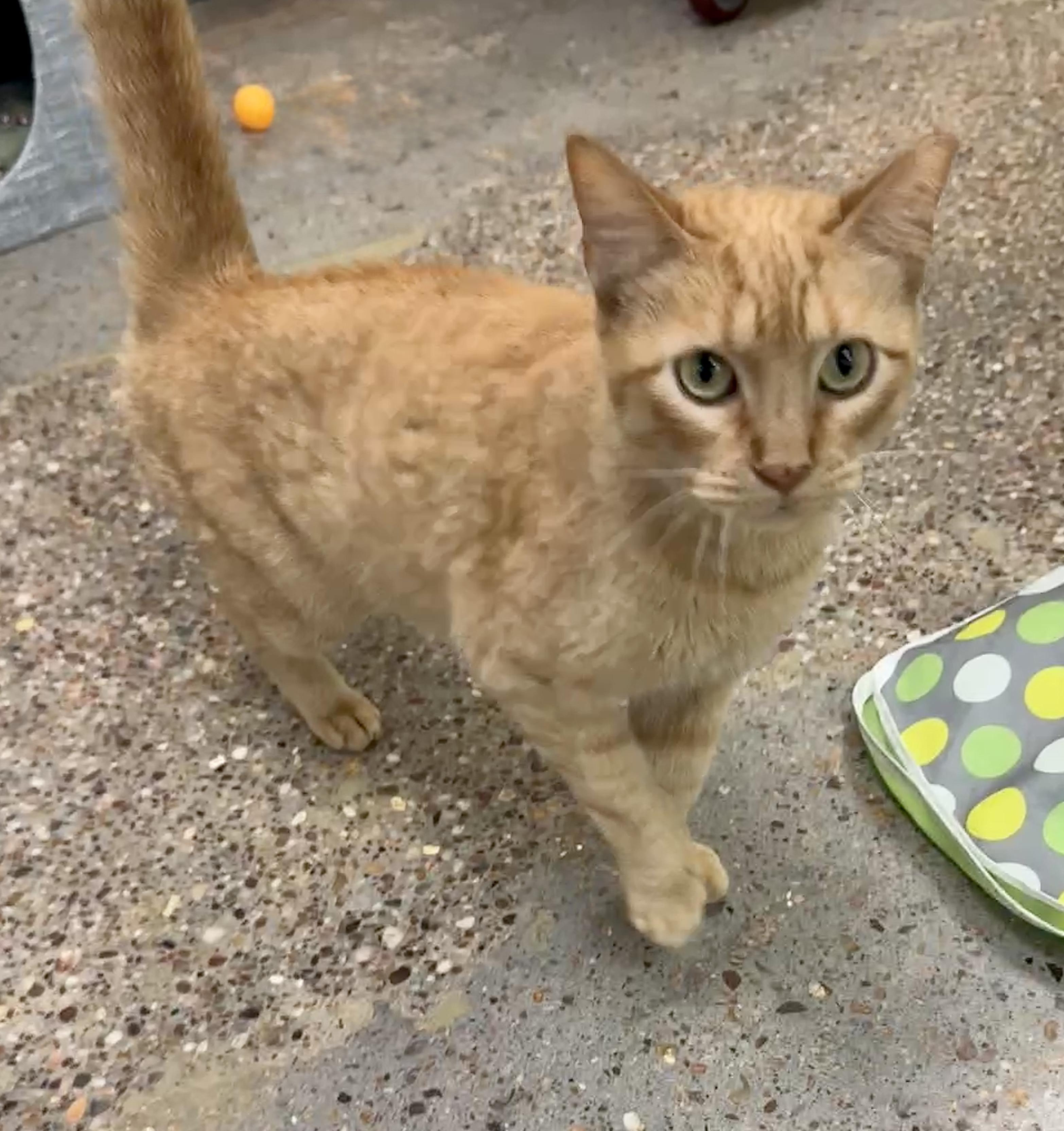 Enlarge Ginger (world class biscuits), a ADOPTABLE Domestic Short Hair in Houston, TX image 4/6