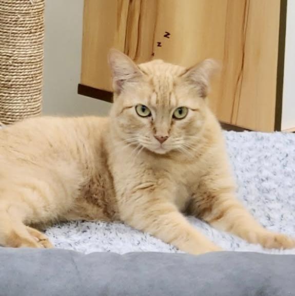 Enlarge Ginger (world class biscuits), a ADOPTABLE Domestic Short Hair in Houston, TX image 6/6
