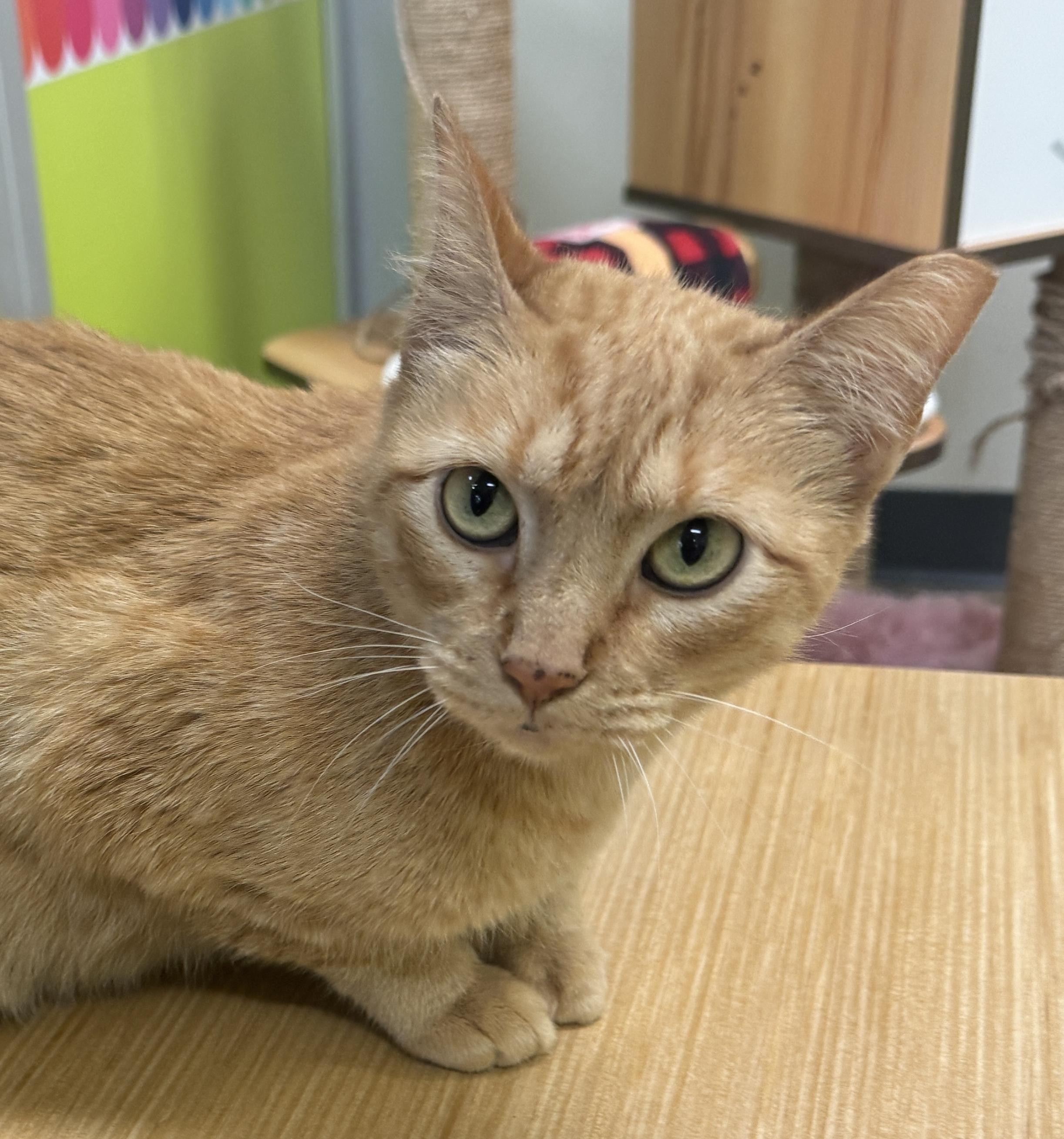 Enlarge Ginger (world class biscuits), a ADOPTABLE Domestic Short Hair in Houston, TX image 3/6