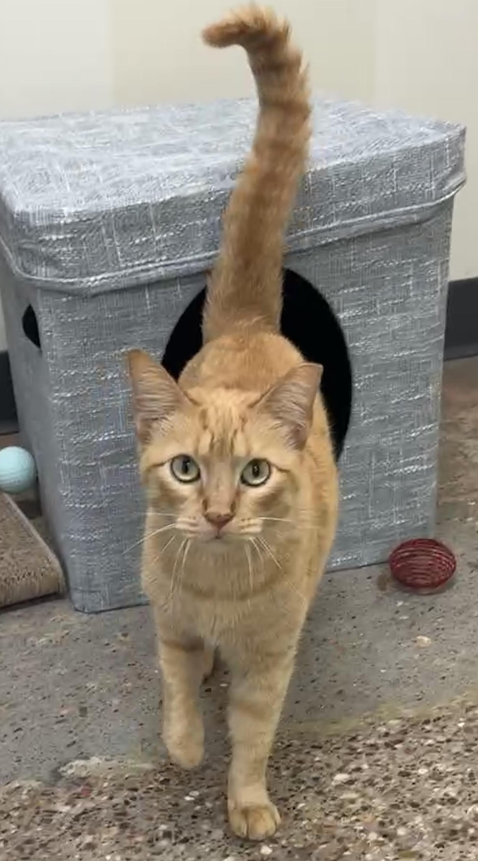 Enlarge Ginger (world class biscuits), a ADOPTABLE Domestic Short Hair in Houston, TX image 5/6