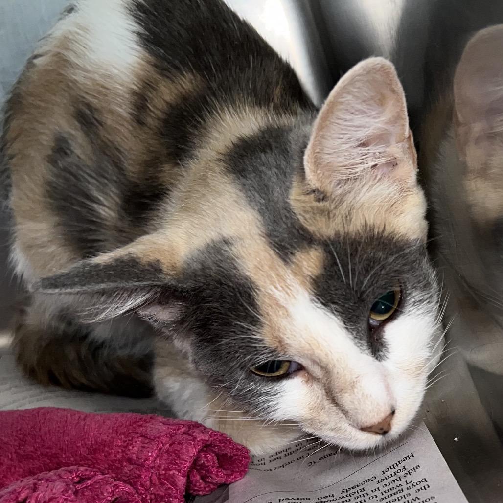 Lucy, Adoptable, Young Female Domestic Short Hair.