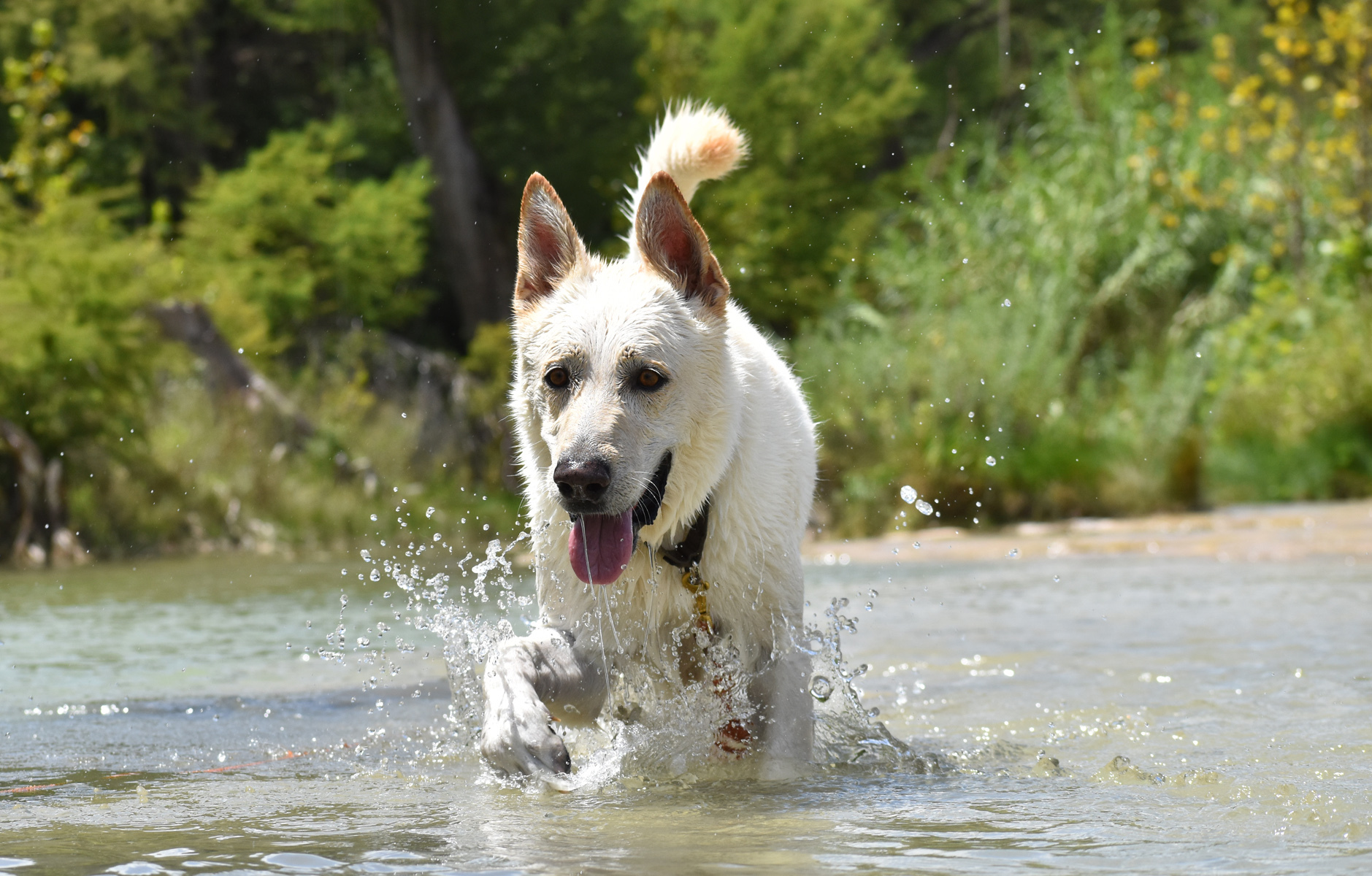 Lucky, a Adoptable mixed breed in Georgetown, TX image 1/6