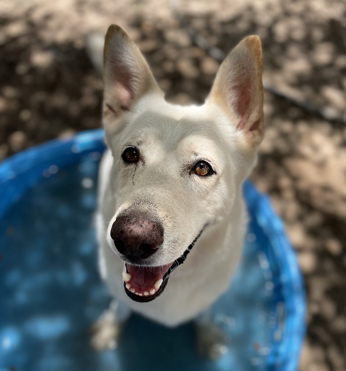 Lucky, a Adoptable mixed breed in Georgetown, TX image 3/6