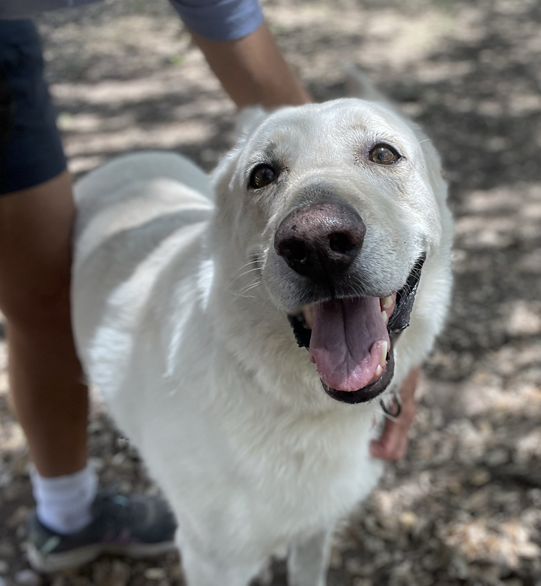 Lucky, a Adoptable mixed breed in Georgetown, TX image 4/6