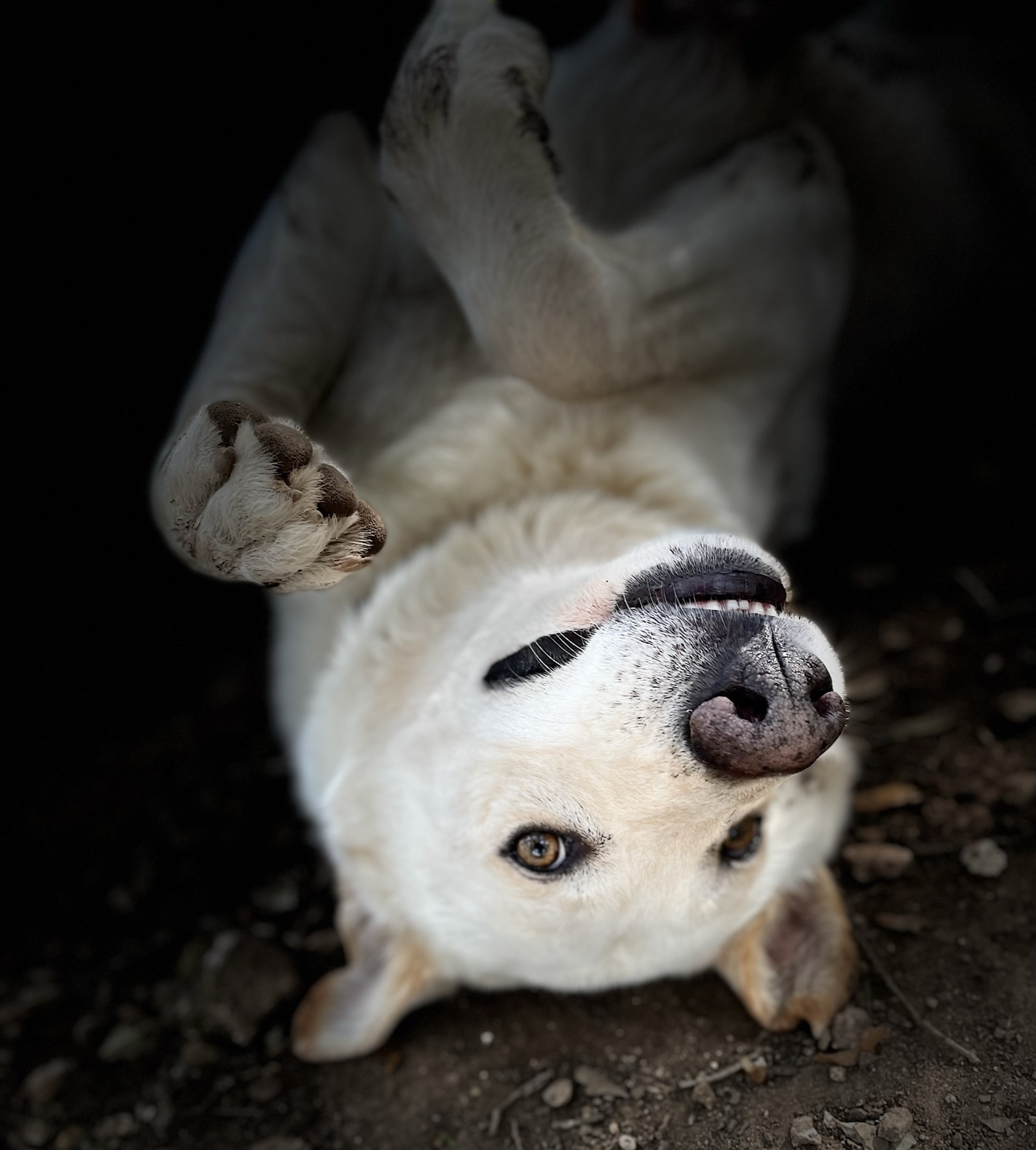Lucky, a Adoptable mixed breed in Georgetown, TX image 5/6