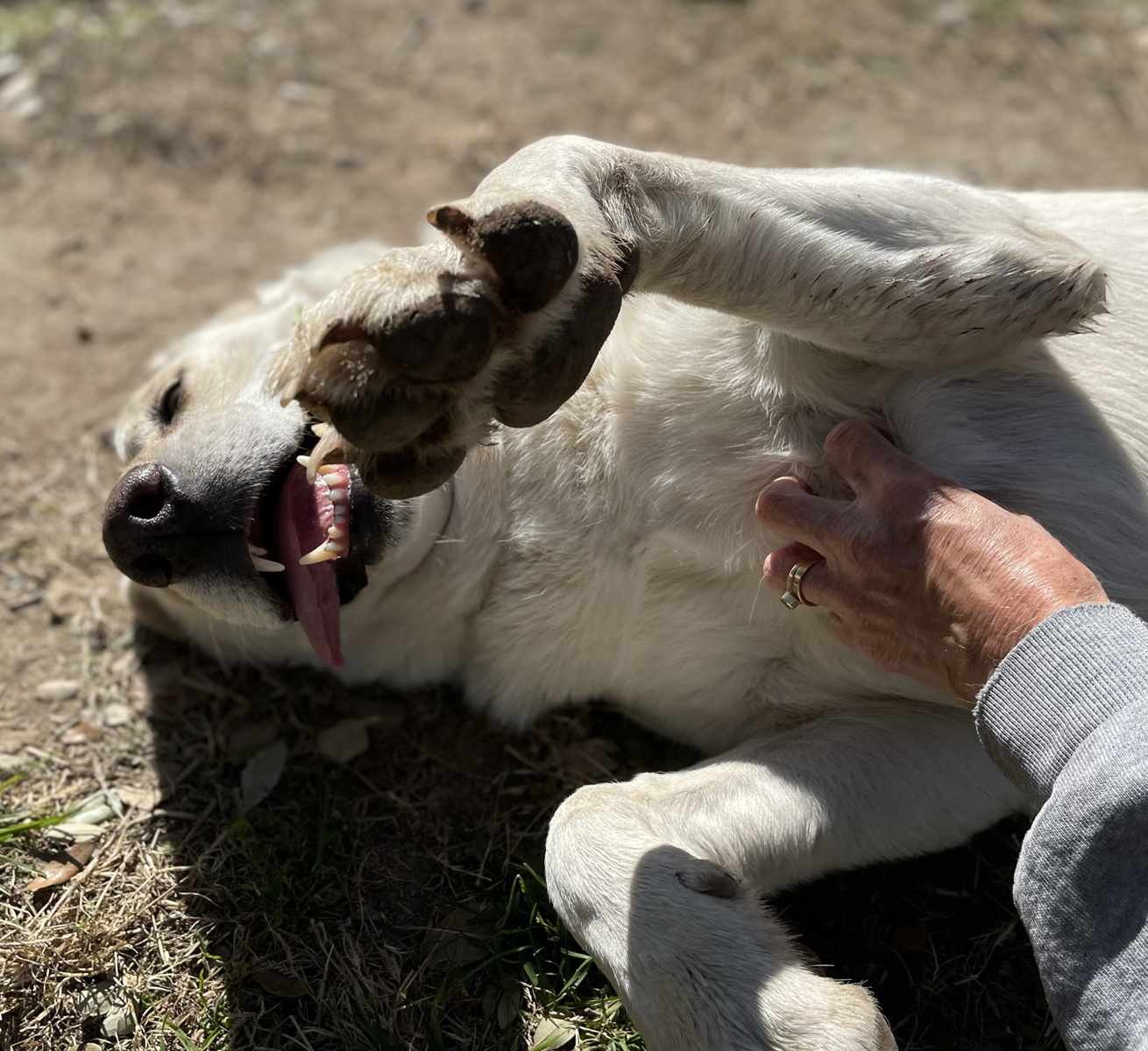 Lucky, a Adoptable mixed breed in Georgetown, TX image 6/6