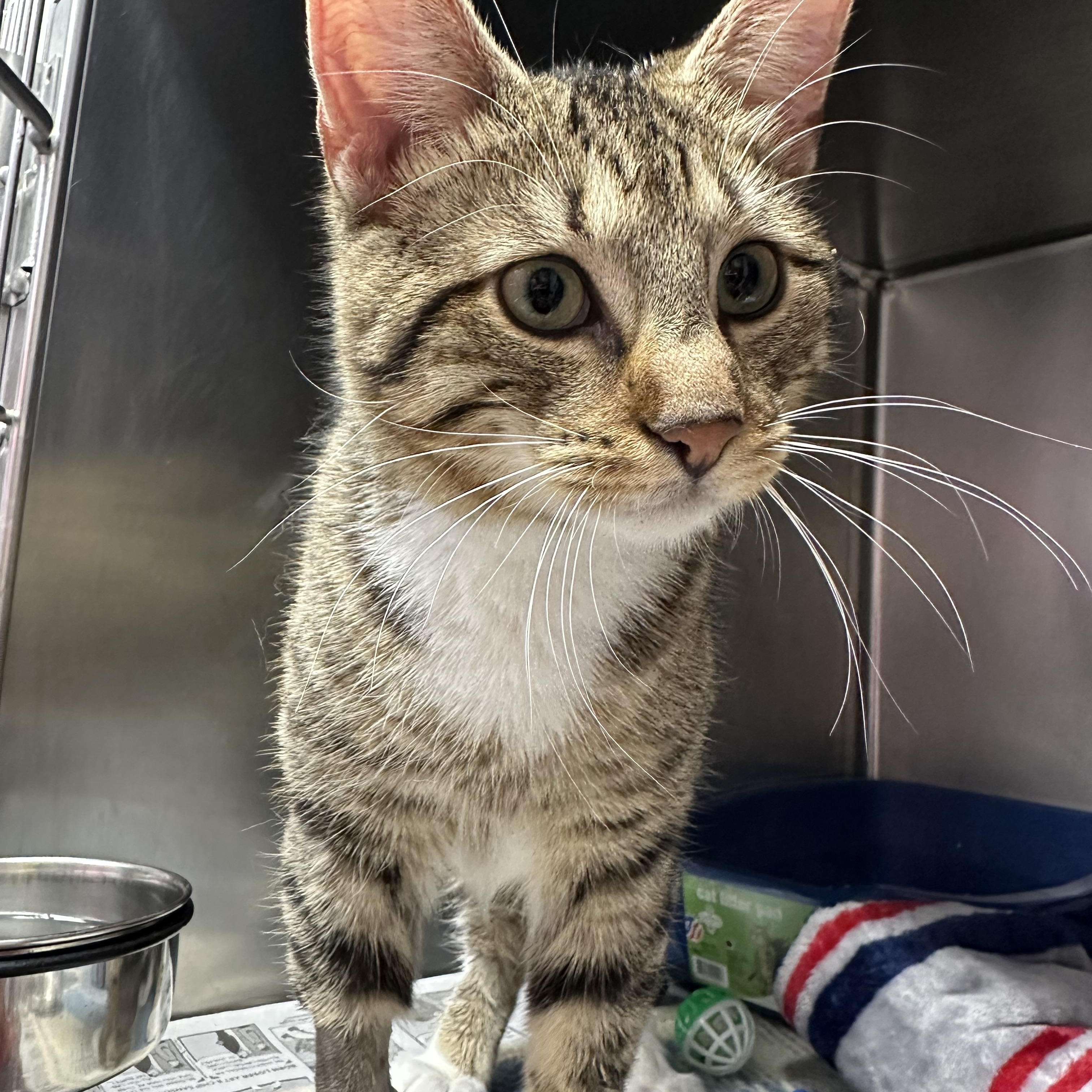 Enlarge Finnegan, an adopted Domestic Short Hair in Clifton, NJ image 3/5