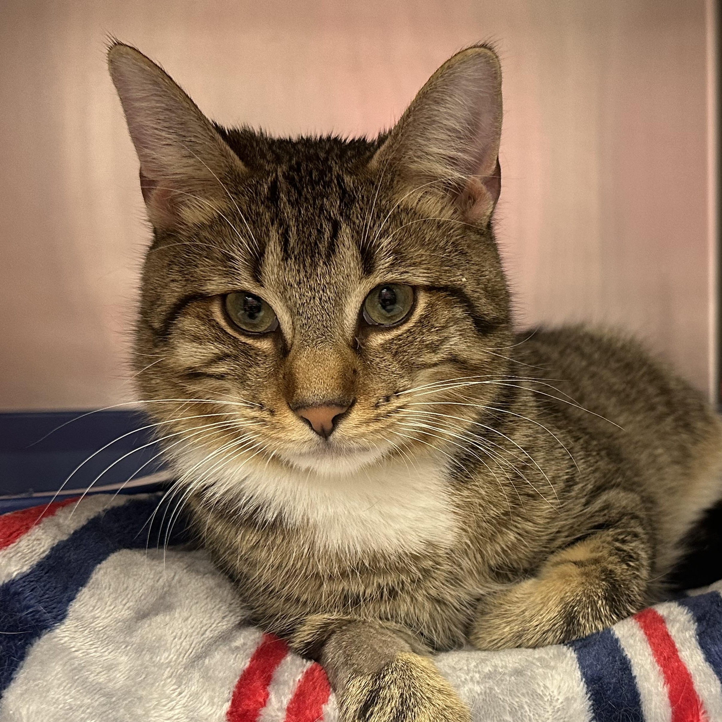 Enlarge Finnegan, an adopted Domestic Short Hair in Clifton, NJ image 4/5