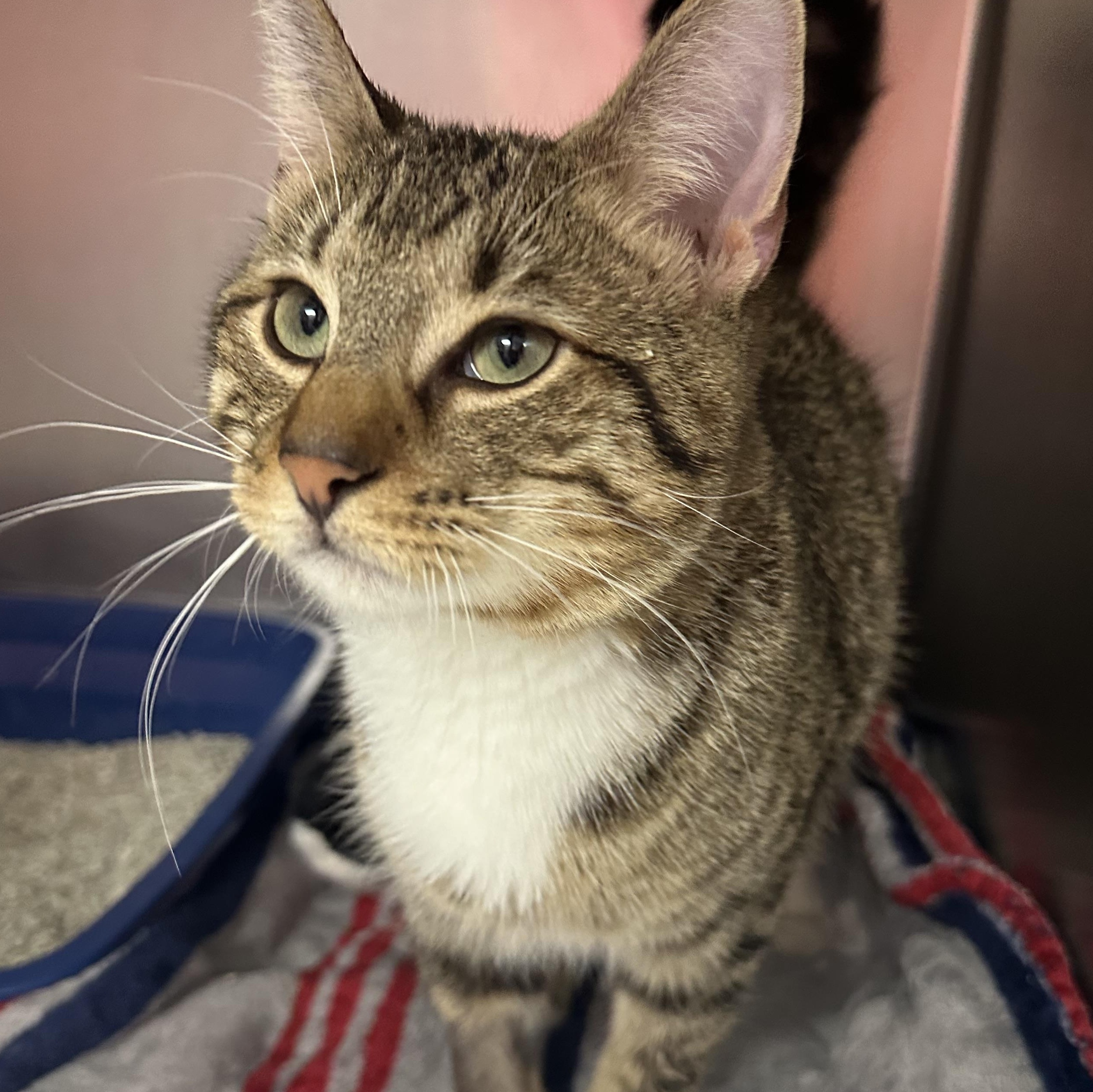 Enlarge Finnegan, an adopted Domestic Short Hair in Clifton, NJ image 2/5