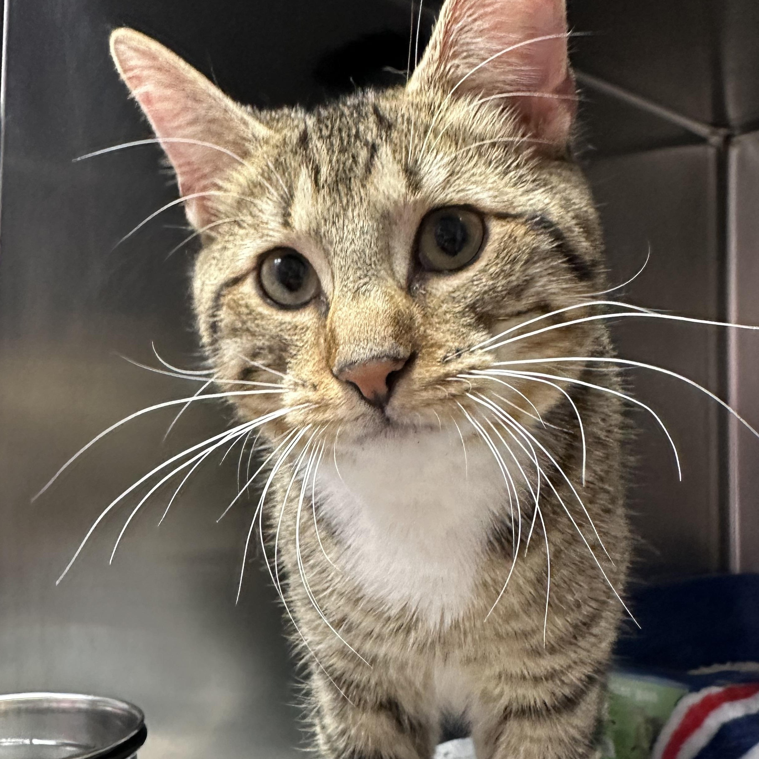 Enlarge Finnegan, an adopted Domestic Short Hair in Clifton, NJ image 1/5