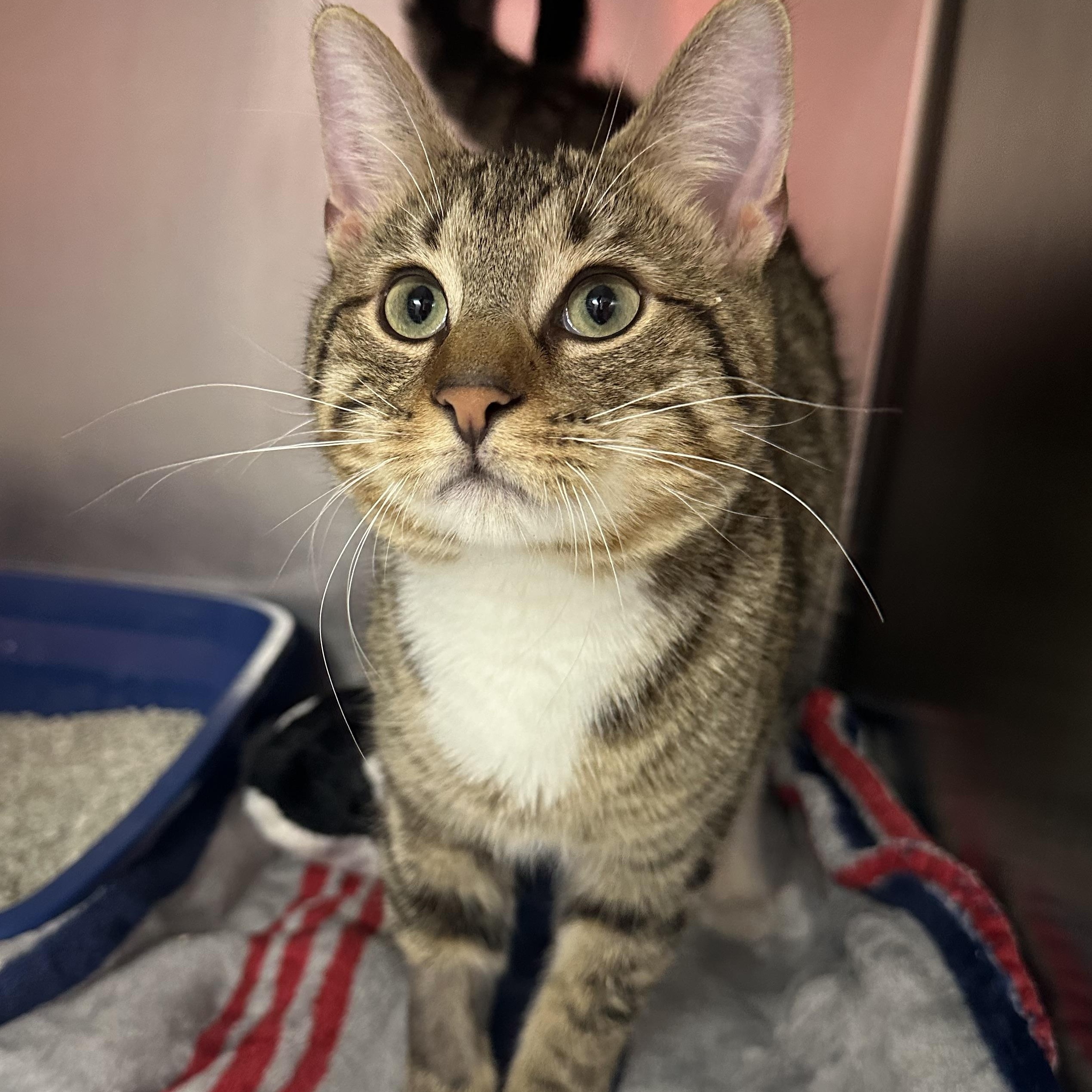 Enlarge Finnegan, an adopted Domestic Short Hair in Clifton, NJ image 5/5