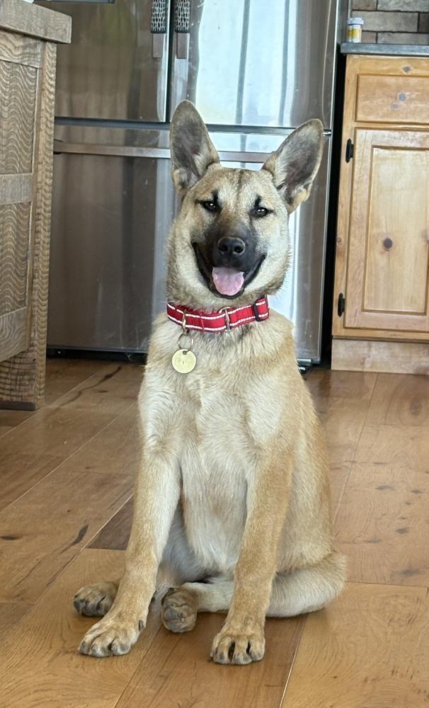 Leilani, Adoptable, Puppy Female German Shepherd Dog.
