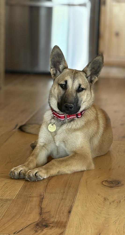 Enlarge Leilani, a Adoptable mixed breed in Pleasant Hill, CA image 2/2