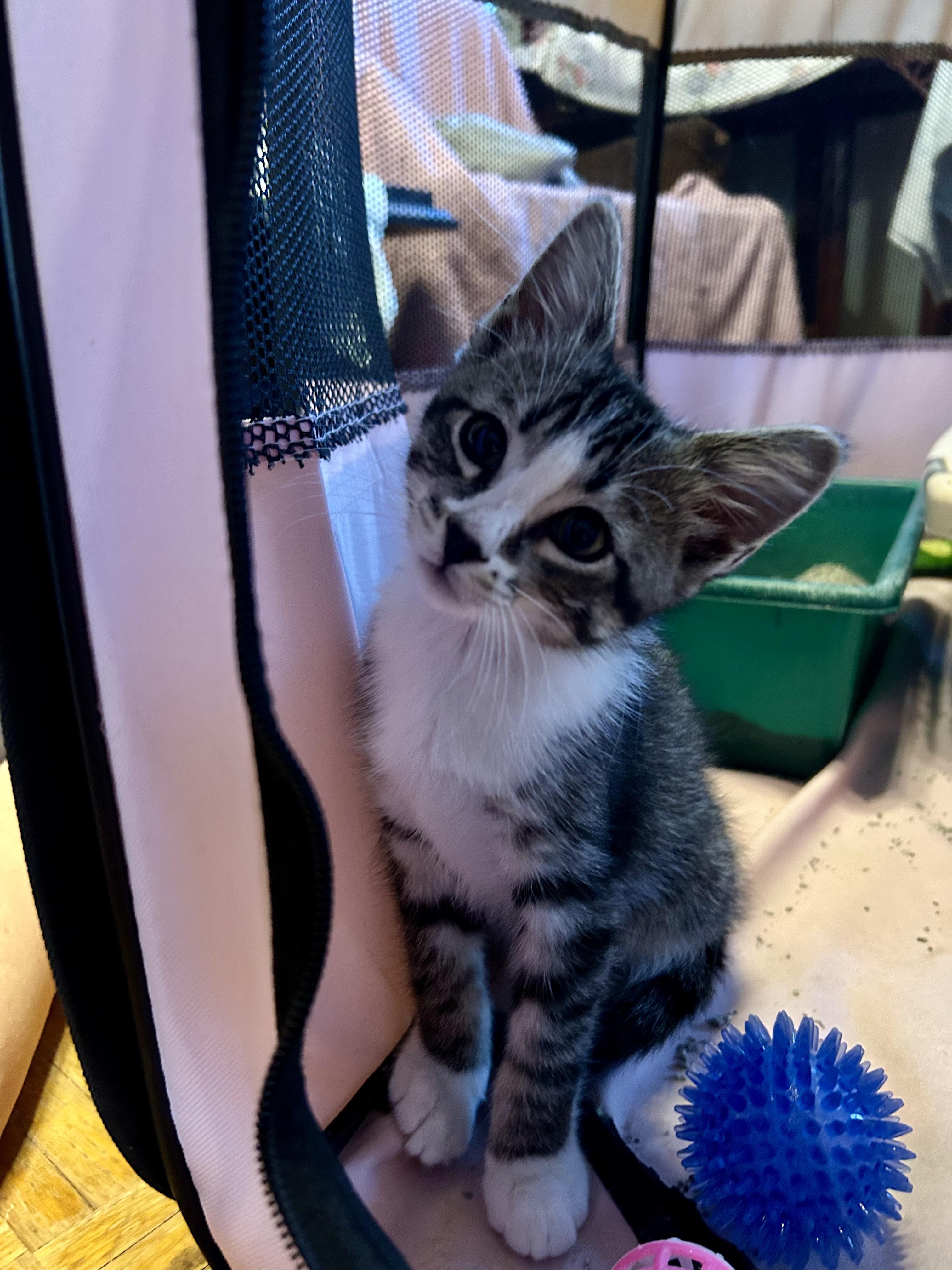 Kale, an adopted Domestic Short Hair in Everett, ON image 2/4