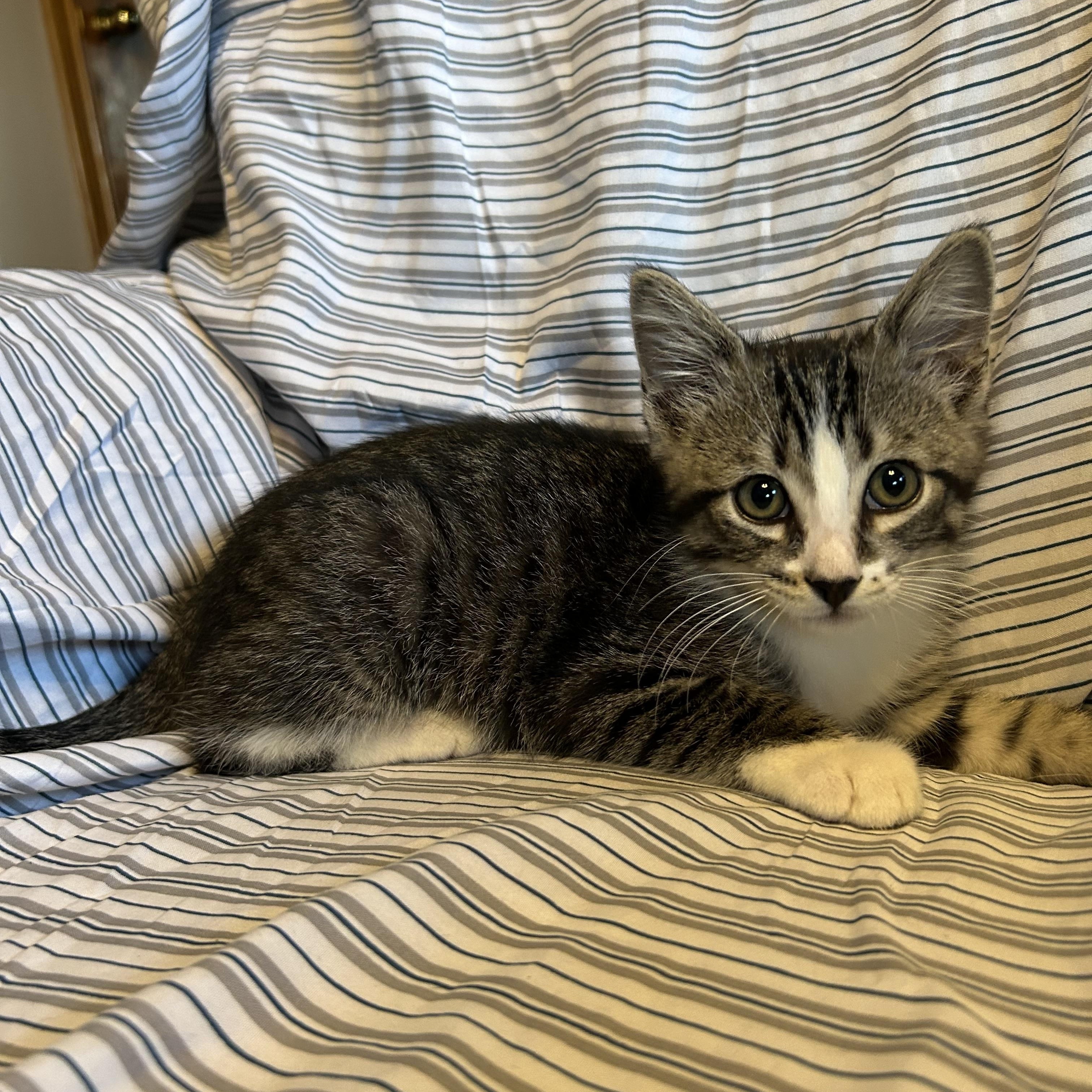 Kale, adopted, Kitten Male Domestic Short Hair.