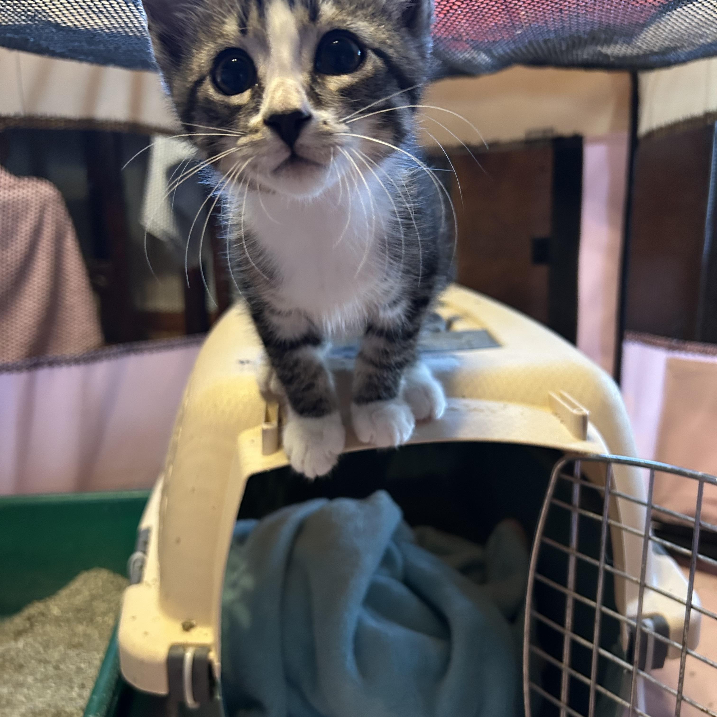 Kale, an adopted Domestic Short Hair in Everett, ON image 4/4