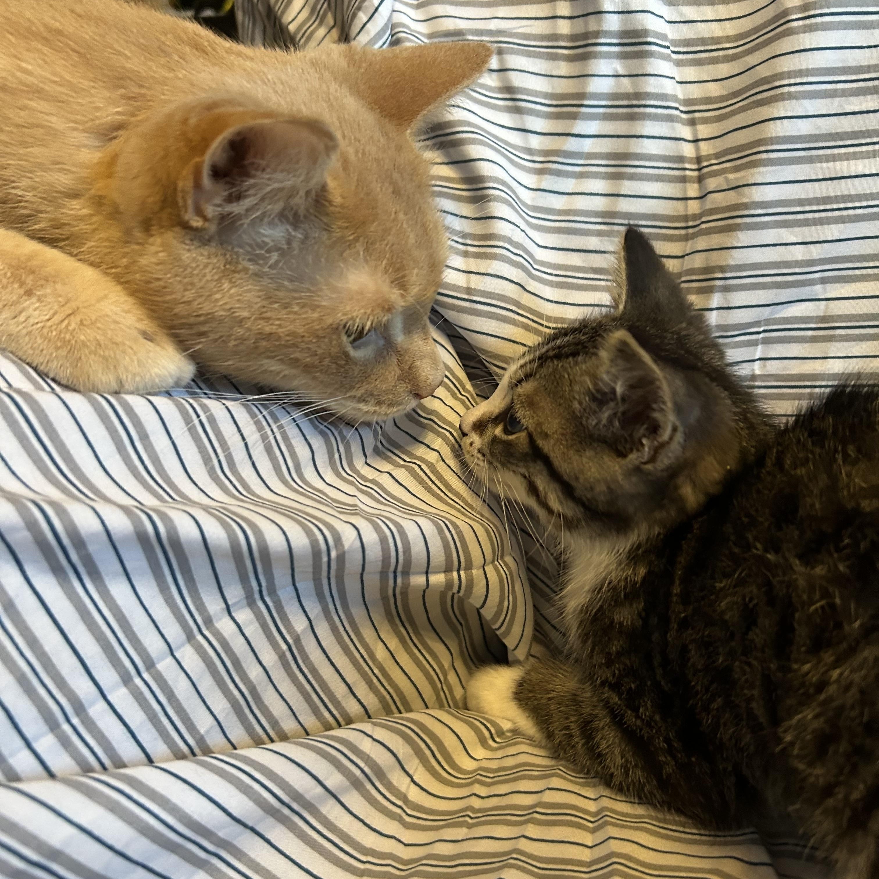 Kale, an adopted Domestic Short Hair in Everett, ON image 3/4