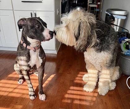 Enlarge Nyala, a Adoptable mixed breed in Washington, DC image 1/3