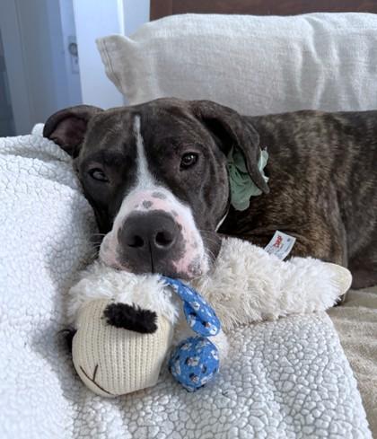 Enlarge Nyala, a Adoptable mixed breed in Washington, DC image 2/3