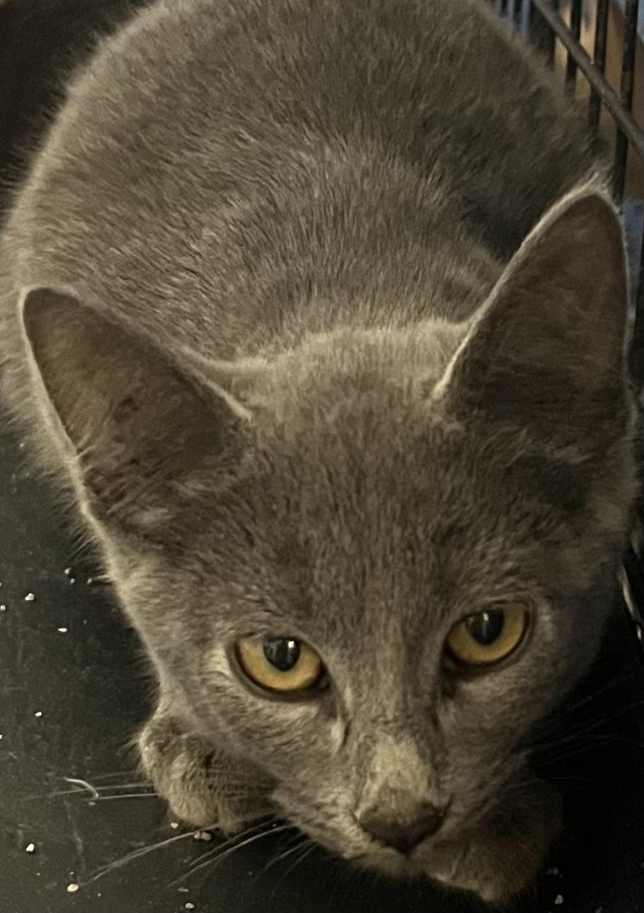 Enlarge Henley, an adoptable Domestic Short Hair in Webster City, IA image 1/1