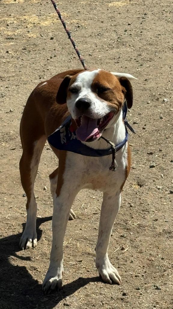 Falcor, Adoptable, Adult Male Pit Bull Terrier.