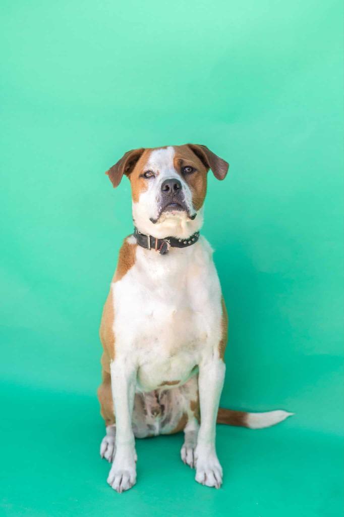 Enlarge Falcor, a Adoptable mixed breed in Tehachapi, CA image 2/3