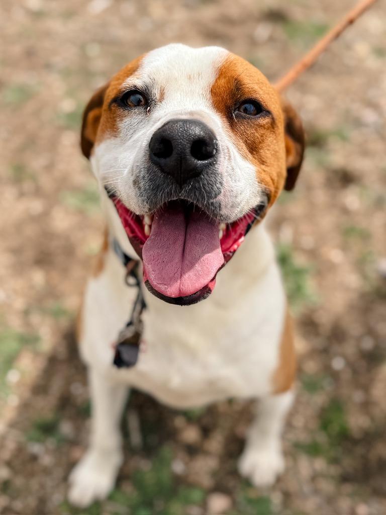 Enlarge Falcor, a Adoptable mixed breed in Tehachapi, CA image 3/3