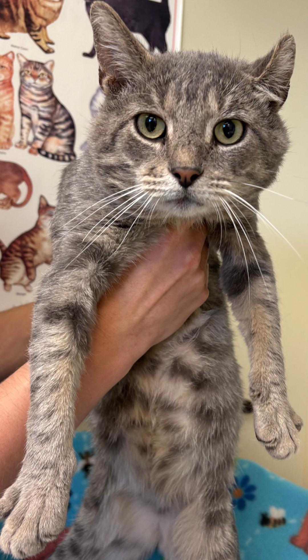 Booberry, Adoptable, Adult Male Domestic Short Hair.