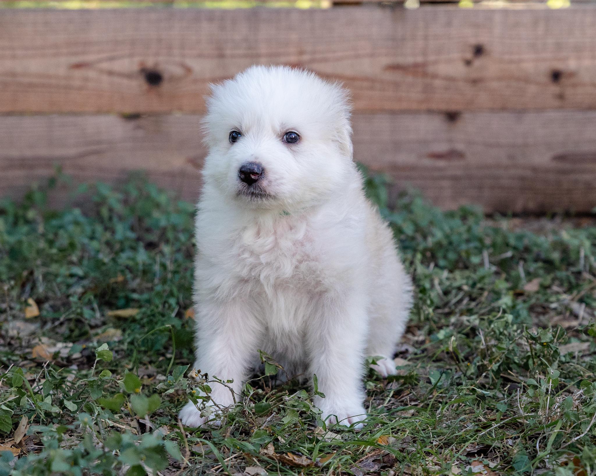 Frosty, adopted, Puppy Male Great Pyrenees & Labrador Retriever.