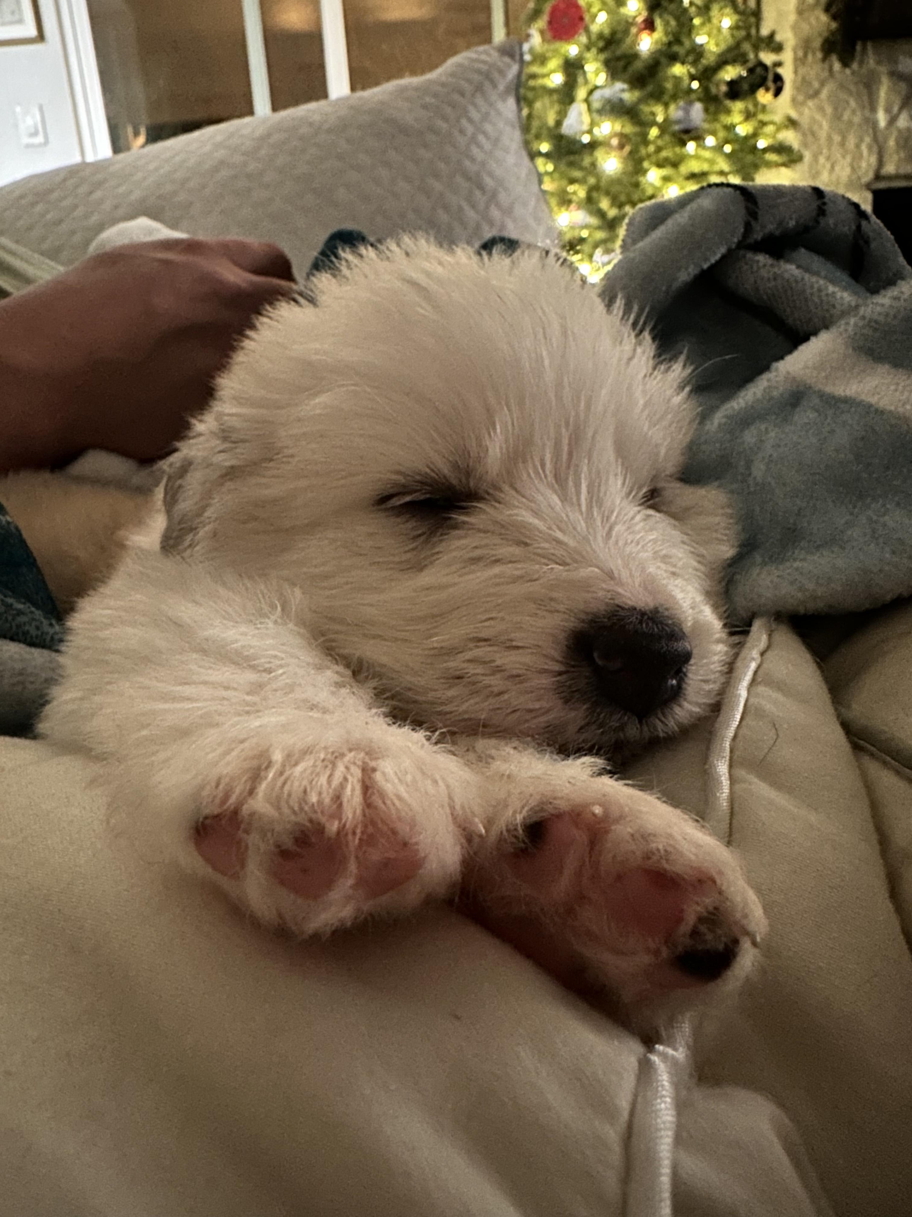 Enlarge Frosty, an adopted mixed breed in Pflugerville, TX image 4/6
