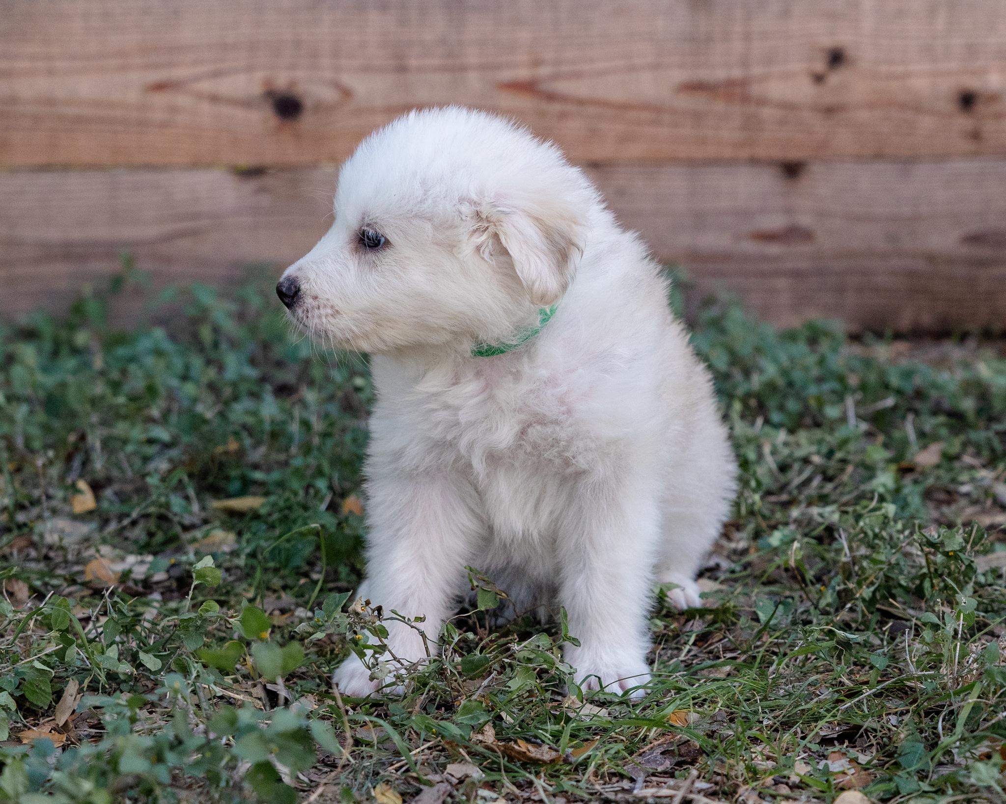 Enlarge Frosty, an adopted mixed breed in Pflugerville, TX image 3/6