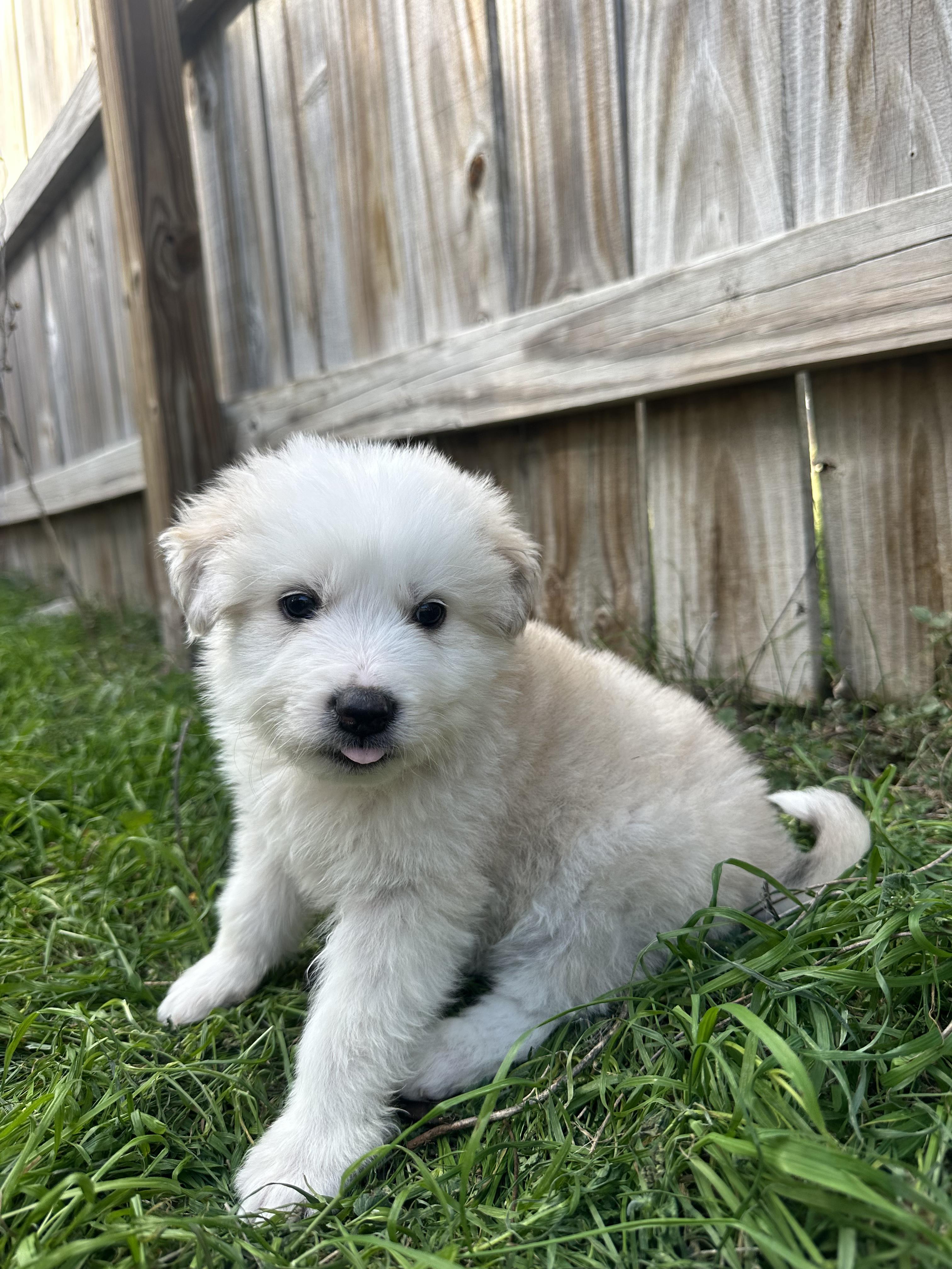 Enlarge Frosty, an adopted mixed breed in Pflugerville, TX image 5/6