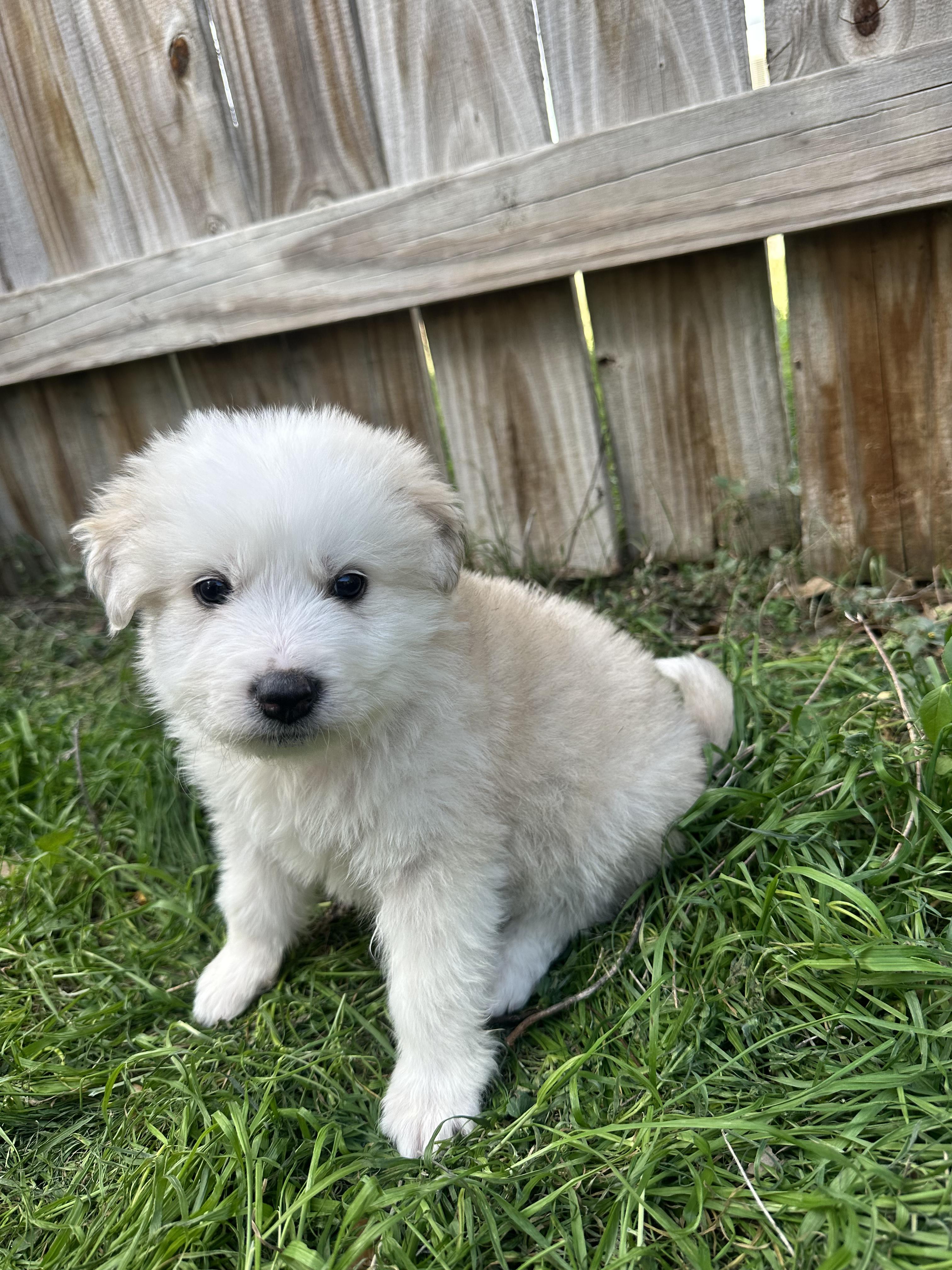 Enlarge Frosty, an adopted mixed breed in Pflugerville, TX image 6/6