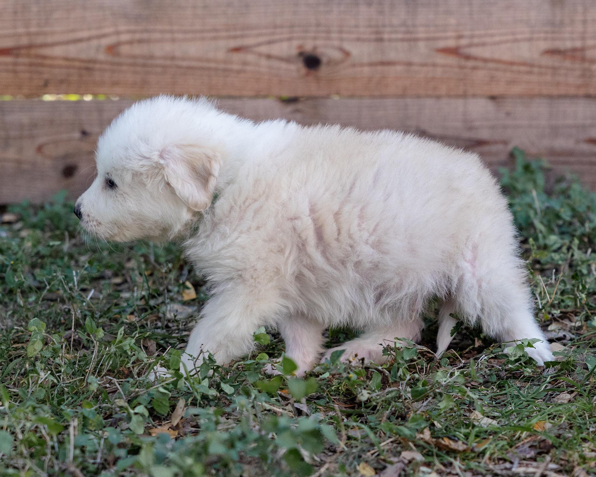 Enlarge Frosty, an adopted mixed breed in Pflugerville, TX image 2/6