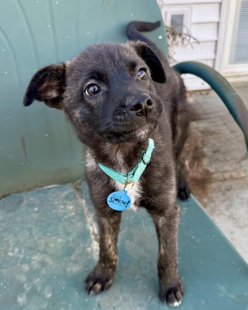 Gawain, a Adoptable mixed breed in Troy, IL image 2/6