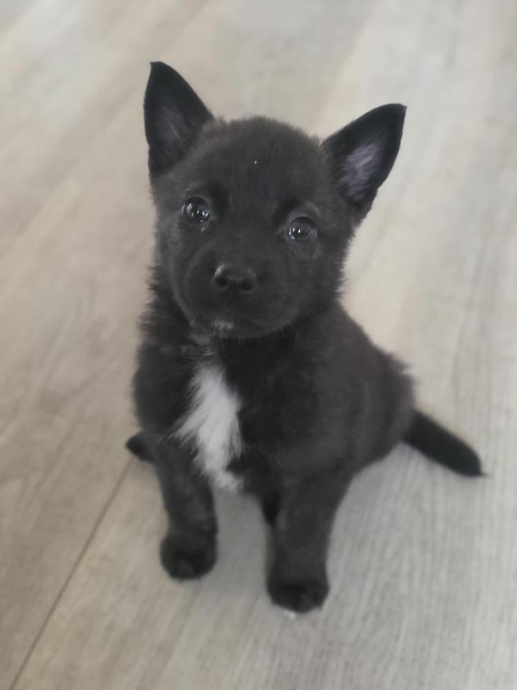 Gawain, Adoptable, Puppy Male Australian Shepherd & Pomeranian.