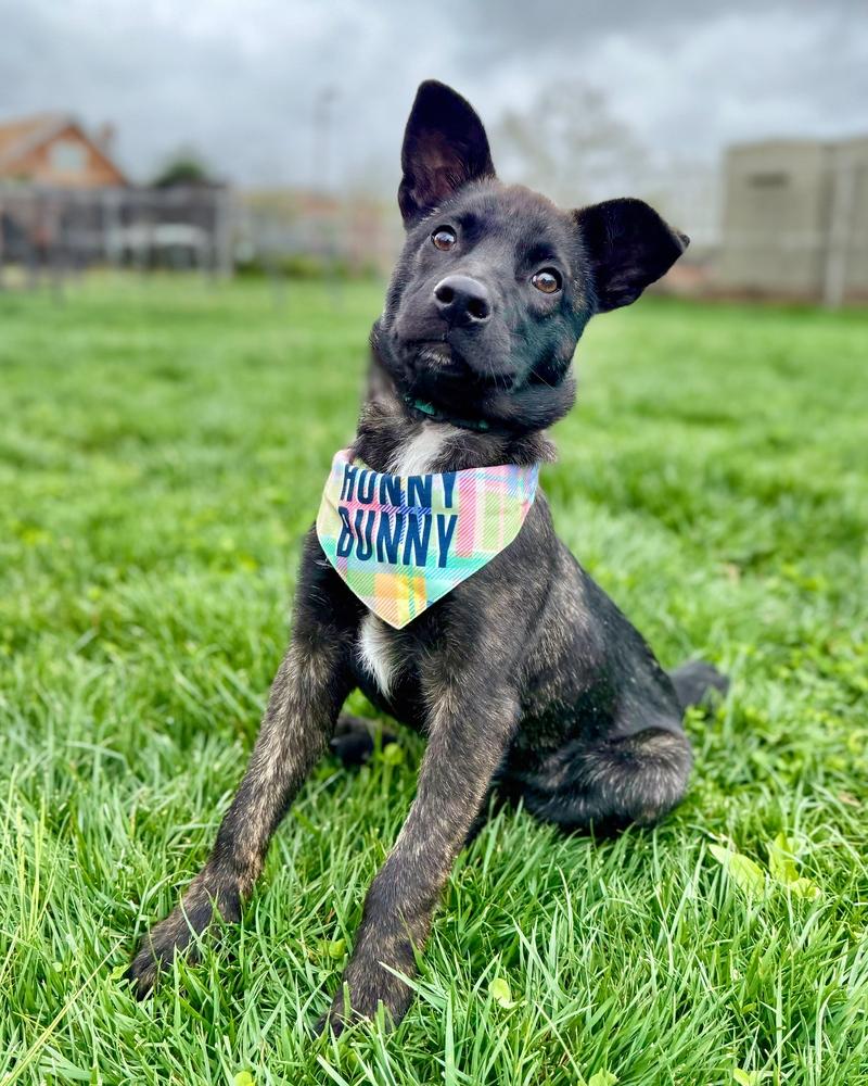 Gawain, Adoptable, Puppy Male Australian Shepherd & Pomeranian.