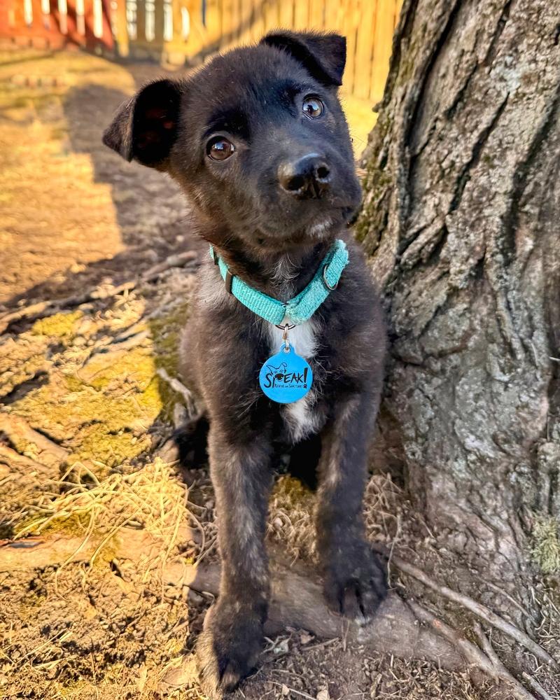 Gawain, a Adoptable mixed breed in Troy, IL image 3/6