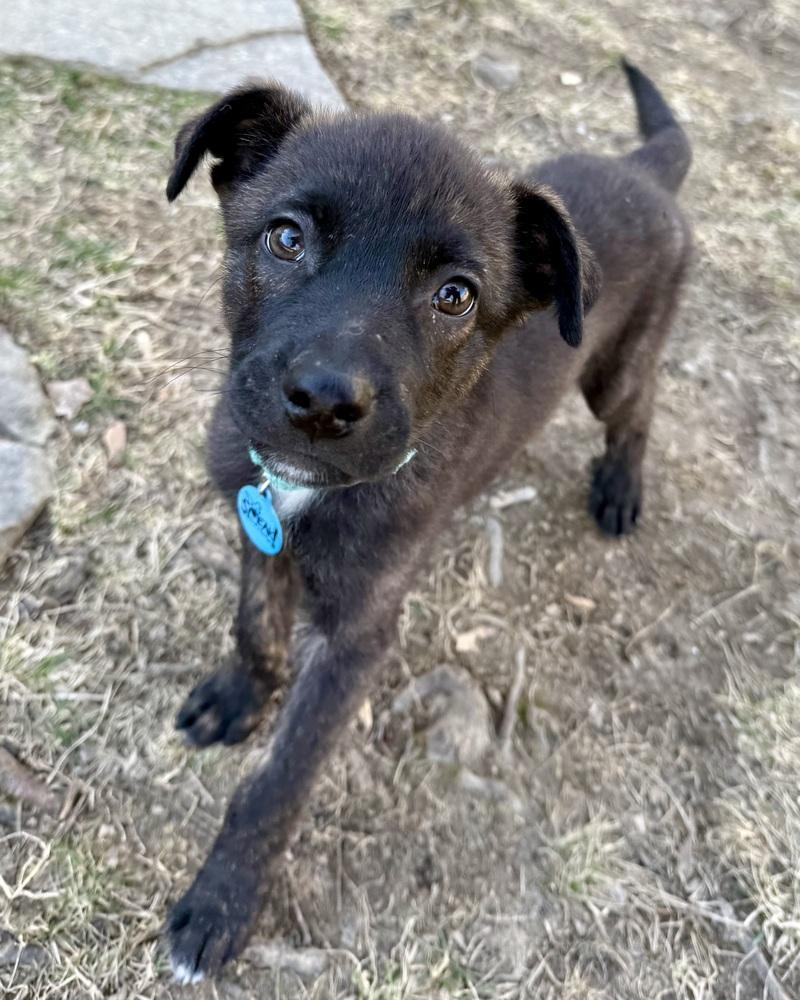 Gawain, a Adoptable mixed breed in Troy, IL image 4/6