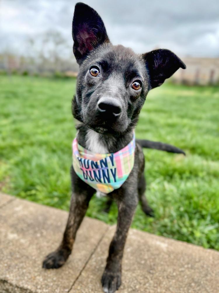 Enlarge Gawain, a Adoptable mixed breed in Troy, IL image 4/6